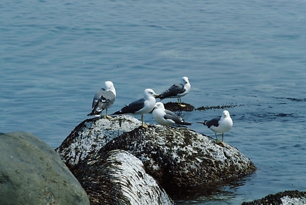 포토 JPG 주간 동물 척추동물 야생동물 바다 자연 갈매기 조류 풍경 사람없음 야외 돌_바위 바위 바위섬 국내포토 자연요소 섬 생태계 파일형식