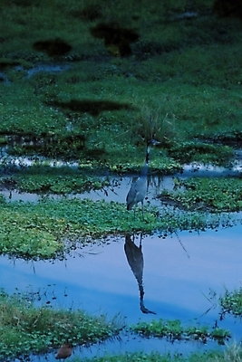 포토 JPG 주간 동물 척추동물 호수 자연 조류 풍경 사람없음 야외 강 강가 국내포토 자연요소 생태계 파일형식