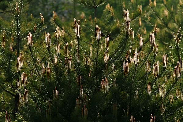 포토 JPG 주간 나무 식물 잎 자연 나뭇잎 사람없음 야외 솔 소나무 바늘잎 국내포토 자연요소 생태계 파일형식