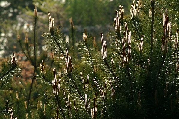 포토 JPG 주간 나무 식물 잎 자연 나뭇잎 사람없음 야외 솔 소나무 바늘잎 국내포토 자연요소 생태계 파일형식