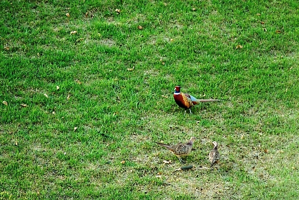 포토 JPG 주간 동물 척추동물 야생동물 조류 잔디 사람없음 야외 수컷 꿩 까투리 국내포토 자연요소 식물 파일형식