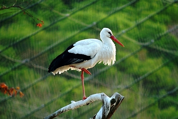 포토 JPG 주간 동물 척추동물 야생동물 조류 사람없음 야외 나뭇가지 천연기념물 홍부리황새 황새 국내포토 자연요소 나무 파일형식