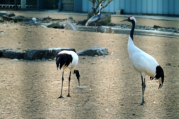 포토 JPG 주간 동물 척추동물 야생동물 조류 사람없음 야외 학 천연기념물 국내포토 자연요소 파일형식