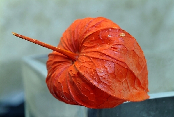 포토 JPG 주간 식물 열매 꽃 여름꽃 자연 사람없음 야외 꽈리 국내포토 자연요소 생태계 파일형식 여름_계절