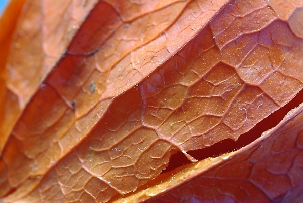 포토 JPG 주간 식물 열매 무늬 식물문양 한국 사람없음 야외 전통문양 꽈리 국내포토 자연요소 전통 문양 아시아 파일형식