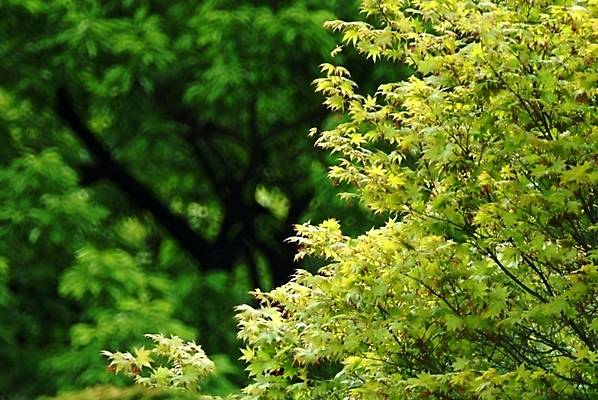 포토 JPG 주간 나무 식물 잎 자연 나뭇잎 사람없음 야외 봄 나뭇가지 은행나무 국내포토 자연요소 계절 생태계 파일형식