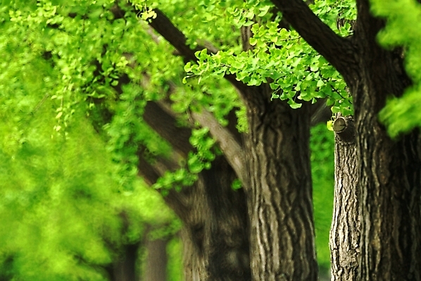 포토 JPG 주간 나무 식물 잎 자연 나뭇잎 사람없음 야외 봄 나뭇가지 은행나무 국내포토 자연요소 계절 생태계 파일형식