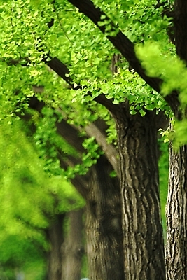 포토 JPG 주간 나무 식물 잎 자연 나뭇잎 사람없음 야외 봄 나뭇가지 은행나무 국내포토 자연요소 계절 생태계 파일형식