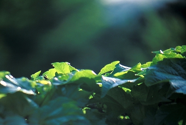 포토 JPG 주간 식물 잎 자연 풍경 사람없음 야외 호박잎 국내포토 자연요소 생태계 파일형식