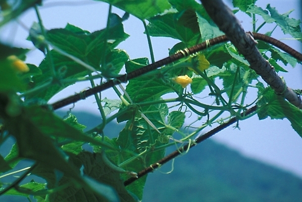 포토 JPG 주간 식물 꽃 잎 여름꽃 자연 사람없음 야외 호박꽃 호박잎 국내포토 자연요소 생태계 파일형식 여름_계절