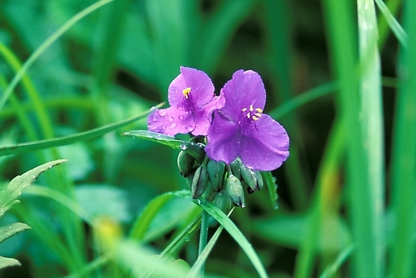 포토 JPG 주간 식물 꽃잎 꽃 한송이 여름꽃 자연 사람없음 야외 물 물방울 풀잎 이슬 달개비 닭의장풀 국내포토 자연요소 1 잎 풀_식물 생태계 송이 파일형식 여름_계절