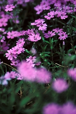 포토 JPG 주간 식물 꽃잎 꽃 여러송이 봄꽃 자연 사람없음 야외 꽃잔디 지면패랭이꽃 국내포토 자연요소 다수 봄 생태계 패랭이꽃 파일형식