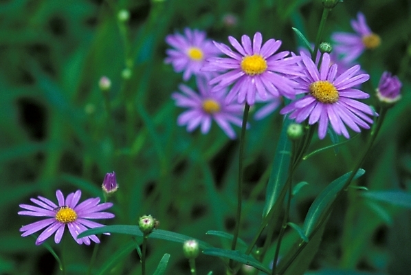 포토 JPG 주간 식물 꽃 여러송이 자연 가을꽃 풍경 사람없음 야외 벌개미취 국내포토 자연요소 다수 생태계 파일형식 가을_계절