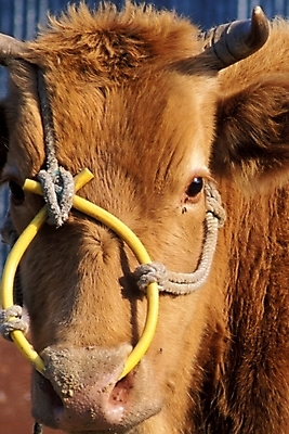 포토 JPG 주간 동물 척추동물 육지동물 포유류 사람없음 야외 가축 소 황소 코뚜레 국내포토 자연요소 고리 파일형식