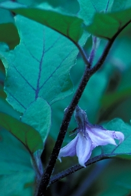 포토 JPG 주간 식물 꽃잎 꽃 채소 여름꽃 자연 가지 사람없음 야외 가지꽃 국내포토 자연요소 생태계 파일형식 여름_계절