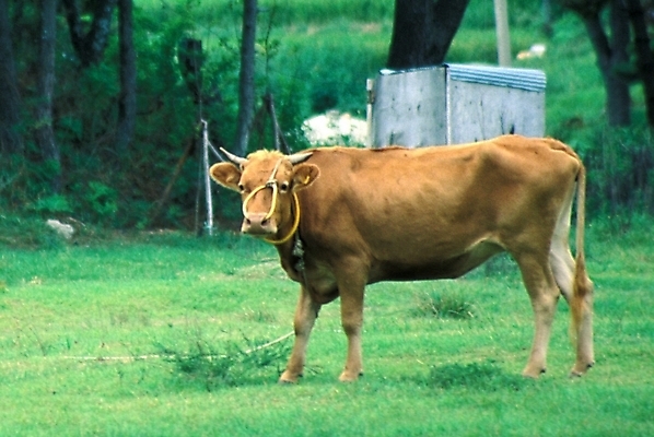 포토 JPG 주간 동물 척추동물 육지동물 포유류 사람없음 야외 가축 소 황소 코뚜레 국내포토 자연요소 고리 파일형식