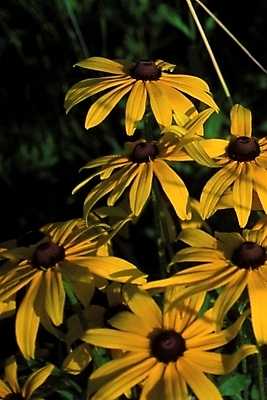 포토 JPG 주간 식물 꽃잎 꽃 여러송이 여름꽃 자연 사람없음 야외 루드베키아 국내포토 자연요소 다수 생태계 파일형식 여름_계절