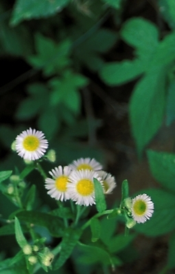 포토 JPG 주간 식물 꽃잎 꽃 여러송이 여름꽃 자연 사람없음 야외 들꽃 개망초 국내포토 자연요소 다수 생태계 파일형식 여름_계절