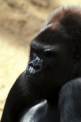 포토 JPG 주간 동물 척추동물 육지동물 야생동물 포유류 사람없음 야외 유인원 고릴라 국내포토 자연요소 파일형식