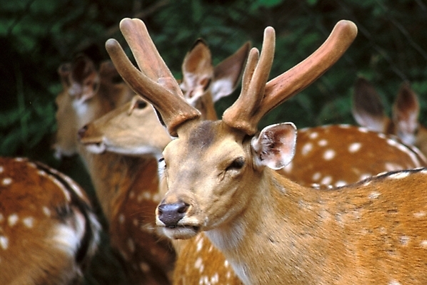 포토 JPG 주간 동물 척추동물 육지동물 야생동물 포유류 사슴 뿔 사람없음 야외 꽃사슴 국내포토 자연요소 파일형식