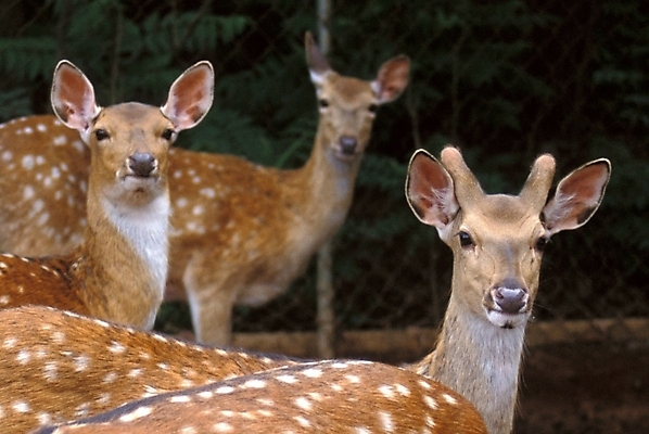 포토 JPG 주간 동물 척추동물 육지동물 야생동물 포유류 사슴 사람없음 야외 꽃사슴 국내포토 자연요소 파일형식