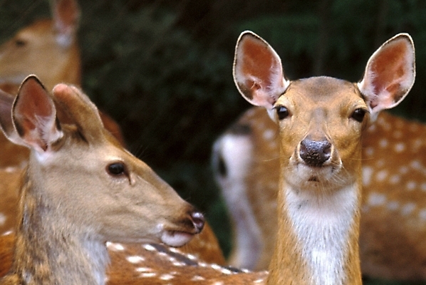 포토 JPG 주간 동물 척추동물 육지동물 야생동물 포유류 사슴 사람없음 야외 꽃사슴 국내포토 자연요소 파일형식