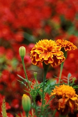 포토 JPG 주간 식물 꽃잎 꽃 여름꽃 자연 사람없음 야외 꽃봉오리 금잔화 국내포토 자연요소 생태계 파일형식 여름_계절