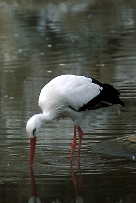 포토 JPG 주간 동물 척추동물 물결 야생동물 조류 사람없음 야외 물 천연기념물 홍부리황새 황새 국내포토 자연요소 파일형식