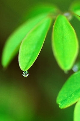 포토 JPG 주간 식물 잎 나뭇잎 사람없음 야외 초록색 물 물방울 이슬 국내포토 자연요소 컬러 파일형식