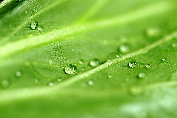 포토 JPG 식물 웰빙 음식 채소 식재료 사람없음 물 물방울 이슬 유기농 청경채 국내포토 자연요소 파일형식