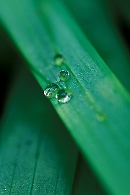 포토 JPG 주간 식물 백그라운드 잎 자연 나뭇잎 사람없음 야외 물 물방울 풀 이슬 국내포토 자연요소 생태계 파일형식