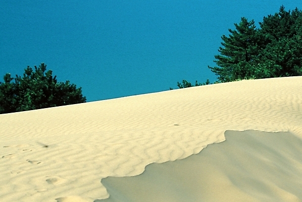 포토 JPG 주간 나무 해외풍경 모래 자연 풍경 사람없음 야외 사막 모래언덕 국내포토 자연요소 식물 해외 언덕 생태계 파일형식
