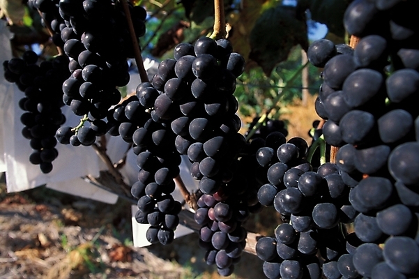 포토 JPG 주간 식물 열매 과일 포도 사람없음 야외 농작물 포도송이 국내포토 자연요소 농업 파일형식