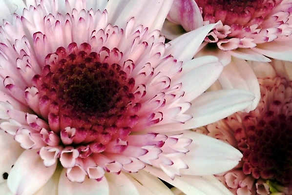 포토 JPG 주간 식물 꽃잎 꽃 한송이 자연 국화 가을꽃 사람없음 야외 국내포토 자연요소 1 생태계 송이 파일형식 가을_계절