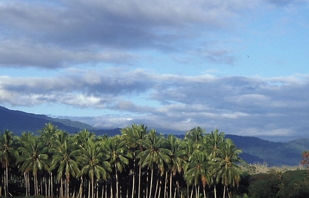 포토 JPG 주간 나무 식물 구름 해외풍경 외국문화 자연 하늘 풍경 사람없음 야외 야자수 오세아니아 휴양지 파푸아뉴기니 국내포토 자연요소 해외 나라 문화 장소 생태계 파일형식