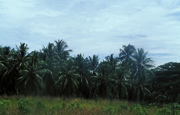 포토 JPG 주간 나무 식물 구름 해외풍경 외국문화 백그라운드 자연 하늘 풍경 초원 사람없음 야외 야자수 오세아니아 파푸아뉴기니 국내포토 자연요소 해외 나라 문화 생태계 파일형식