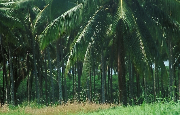 포토 JPG 주간 나무 식물 해외풍경 외국문화 백그라운드 자연 풍경 사람없음 야외 야자수 오세아니아 파푸아뉴기니 국내포토 자연요소 해외 나라 문화 생태계 파일형식