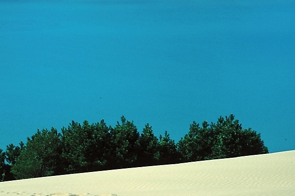 포토 JPG 주간 나무 해외풍경 모래 자연 하늘 풍경 사람없음 야외 사막 모래언덕 국내포토 자연요소 식물 해외 언덕 생태계 파일형식