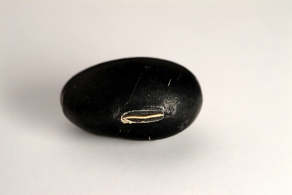 포토 JPG 식물 웰빙 열매 음식 식재료 콩 곡류 실내 사람없음 농작물 유기농 검은콩 검정콩 국내포토 농업 내부 파일형식