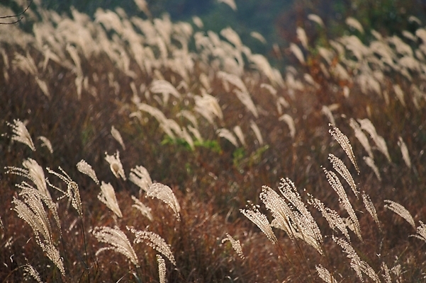 포토 JPG 주간 식물 사계절 계절 백그라운드 자연 갈대 풍경 초원 사람없음 야외 가을 풀 억새 야생초 갈대밭 국내포토 자연요소 생태계 파일형식 갈대_식물