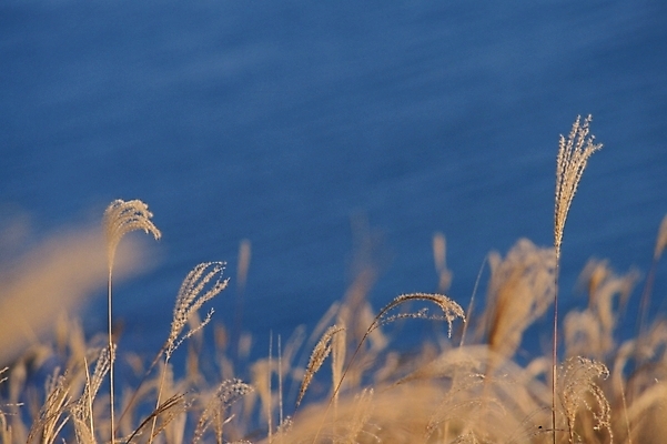 포토 JPG 주간 식물 사계절 계절 백그라운드 자연 갈대 풍경 사람없음 야외 가을 풀 억새 야생초 갈대밭 국내포토 자연요소 생태계 파일형식 갈대_식물