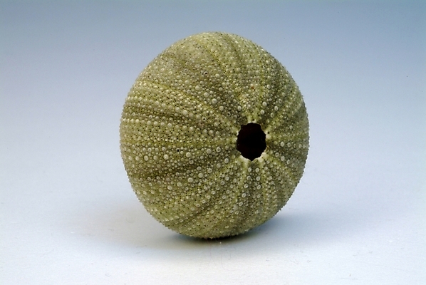 포토 JPG 실내 사람없음 해산물 성게 국내포토 극피동물 내부 파일형식