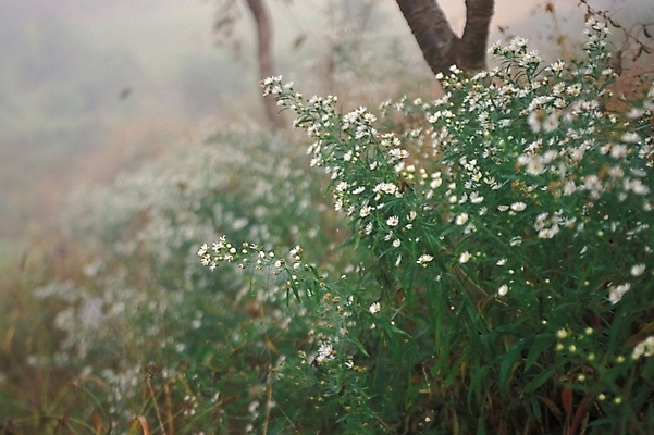포토 JPG 주간 식물 꽃 여러송이 백그라운드 꽃밭 자연 풍경 초원 사람없음 야외 들꽃 풀 야생초 국내포토 자연요소 다수 생태계 파일형식