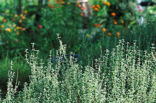 포토 JPG 주간 식물 꽃 백그라운드 꽃밭 자연 풍경 초원 사람없음 야외 들꽃 풀 숲 야생초 국내포토 자연요소 생태계 파일형식