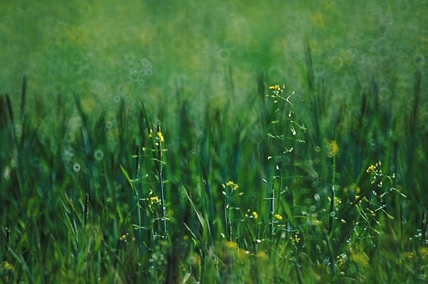 포토 JPG 주간 식물 꽃 백그라운드 꽃밭 자연 풍경 초원 사람없음 야외 들꽃 풀 숲 야생초 국내포토 자연요소 생태계 파일형식