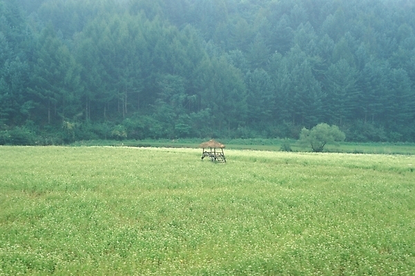 포토 JPG 주간 나무 식물 꽃 백그라운드 고건축 꽃밭 자연 한국 풍경 초원 사람없음 야외 풀 숲 야생초 원두막 국내포토 자연요소 건축물 아시아 생태계 파일형식