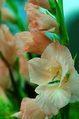 포토 JPG 주간 식물 꽃 여러송이 여름꽃 자연 사람없음 야외 글라디올러스 국내포토 자연요소 다수 생태계 파일형식 여름_계절