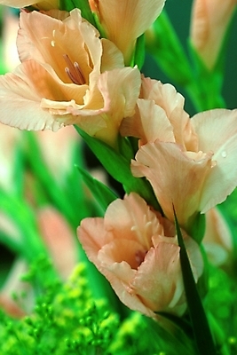 포토 JPG 주간 식물 꽃 여러송이 여름꽃 자연 사람없음 야외 글라디올러스 국내포토 자연요소 다수 생태계 파일형식 여름_계절