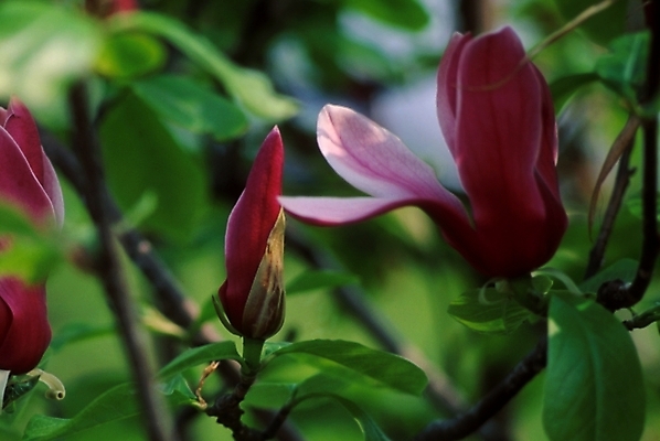 포토 JPG 주간 식물 꽃 봄꽃 자연 나뭇잎 꽃나무 사람없음 야외 꽃봉오리 목련 자목련 국내포토 자연요소 나무 잎 봄 생태계 파일형식