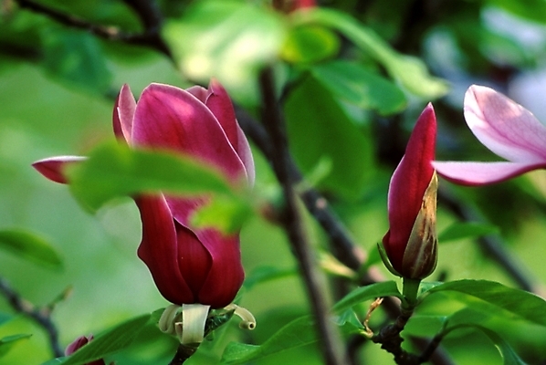 포토 JPG 주간 식물 꽃 봄꽃 자연 나뭇잎 꽃나무 사람없음 야외 꽃봉오리 목련 자목련 국내포토 자연요소 나무 잎 봄 생태계 파일형식